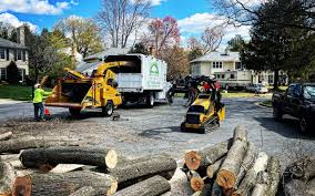 How Our Tree Care Process Works  in  Kenyon, MN