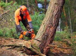 Best Tree Removal  in Kenyon, MN