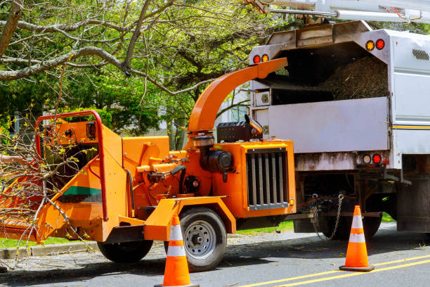 Best Tree Mulching  in Kenyon, MN