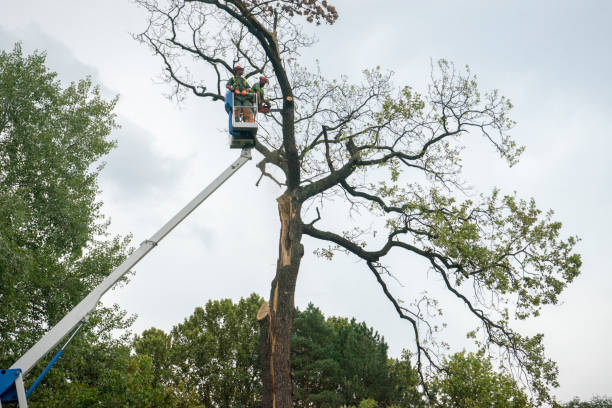  Kenyon, MN Tree Removal Pros