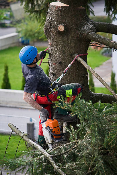 Trusted Kenyon, MN Tree Removal Experts