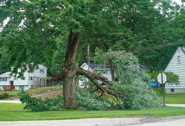 Best Stump Grinding and Removal  in Kenyon, MN