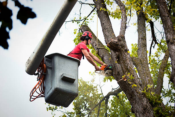 Best Tree Cabling and Bracing  in Kenyon, MN